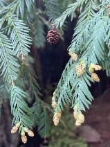 Sequoia sempervirens