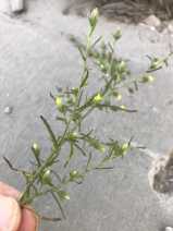 Dittrichia graveolens