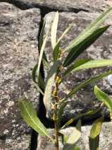 Salix lemmonii