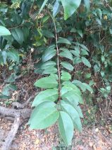 Ligustrum vulgare