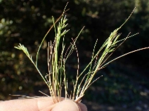 Schismus barbatus