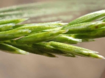 Schismus barbatus
