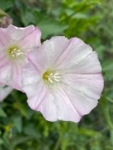 Calystegia macrostegia