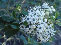 Ceanothus megacarpus var. megacarpus