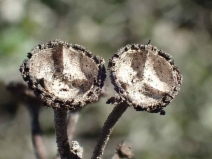 Ceanothus megacarpus
