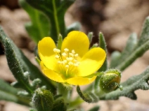 Mentzelia affinis