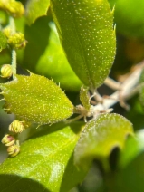 Quercus agrifolia