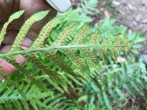 Polypodium glycyrrhiza