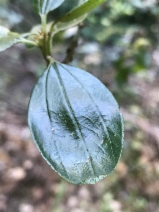 Ceanothus thyrsiflorus var. thyrsiflorus