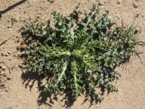 Sonchus asper ssp. asper