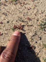 Crassula connata