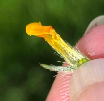Amsinckia menziesii