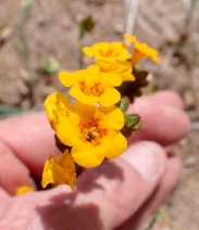 Amsinckia vernicosa