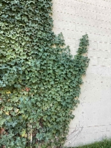 Hedera helix