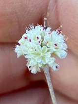 Eriogonum nudum var. decurrens