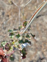 Eriogonum nudum var. decurrens