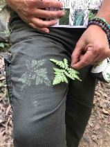 Pentagramma triangularis
