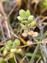 Lepidium dictyotum
