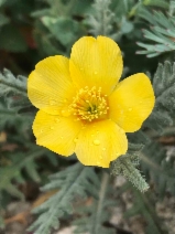 Mentzelia gracilenta