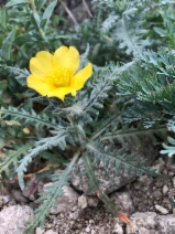 Mentzelia gracilenta