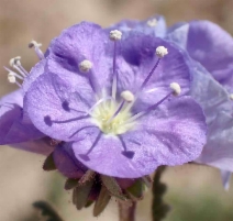 Phacelia ciliata