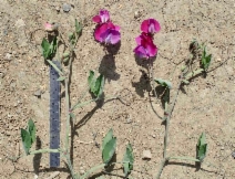 Lathyrus odoratus