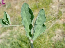 Lathyrus odoratus