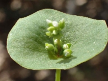 Claytonia parviflora ssp. parviflora