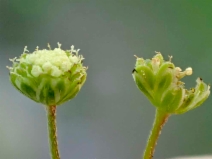 Cotula australis