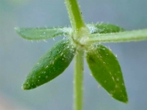 Galium porrigens var. porrigens
