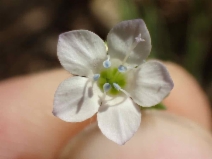 Gilia achilleifolia ssp. multicaulis