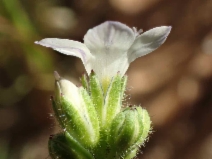 Gilia achilleifolia ssp. multicaulis
