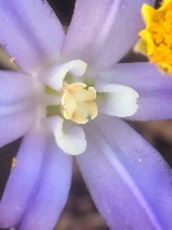 Brodiaea terrestris ssp. terrestris