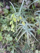 Fritillaria ojaiensis