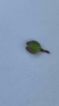 Lepidium dictyotum