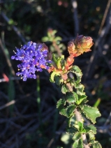 Ceanothus foliosus var. foliosus