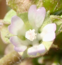 Malva parviflora