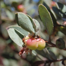 Arctostaphylos silvicola