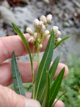 Baccharis salicifolia ssp. salicifolia