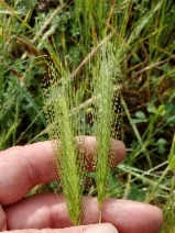 Hordeum murinum ssp. leporinum