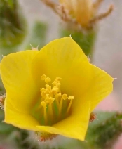 Mentzelia albicaulis