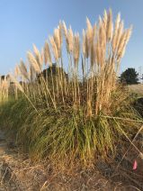 Cortaderia jubata