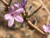Stephanomeria exigua ssp. carotifera
