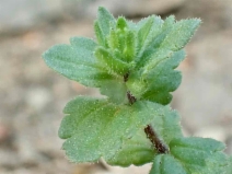Veronica persica