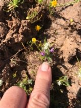 Pogogyne douglasii