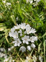 Allium neapolitanum