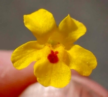 Erythranthe microphylla