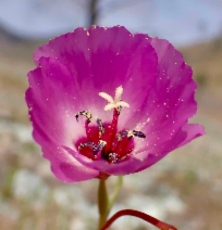 Clarkia arcuata