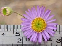 Erigeron foliosus var. foliosus