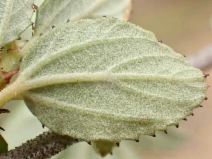 Ceanothus tomentosus